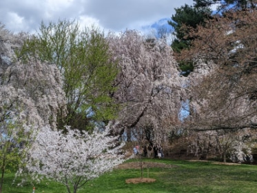 Boston_Arnold_Arboretum_of_Harvard_University_1