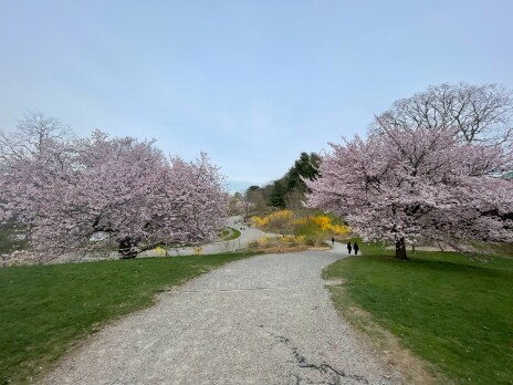 Boston_Arnold_Arboretum_of_Harvard_University_3
