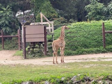 Boston_Franklin_Park_Zoo_3