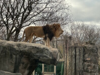 Boston_Franklin_Park_Zoo_4
