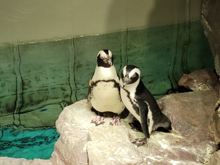 Boston_New_England_Aquarium_4
