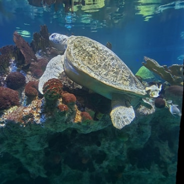 Boston_New_England_Aquarium_5