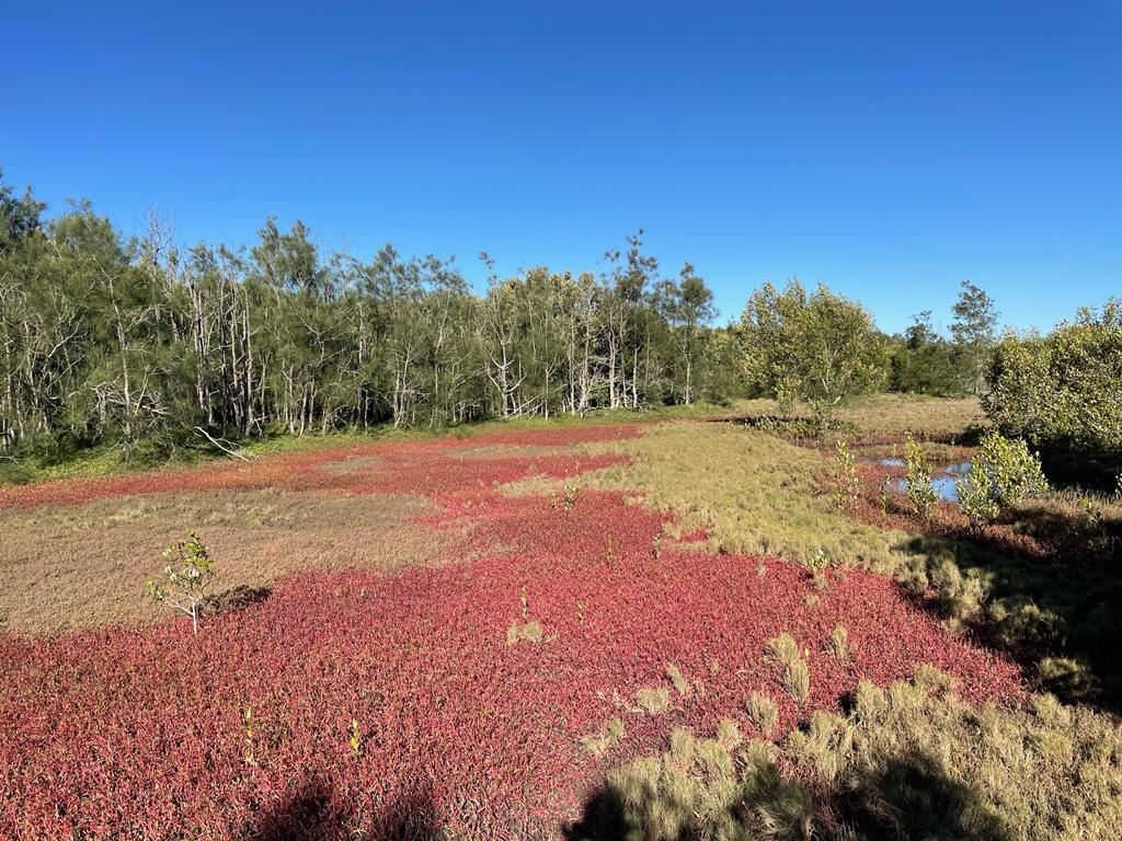 Brisbane_Boondall_Wetlands_Environment_Centre_7