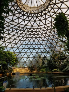 Brisbane_Brisbane_Botanic_Gardens_Mt_Coot-tha_1