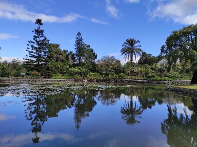Brisbane_Brisbane_Botanic_Gardens_Mt_Coot-tha_3