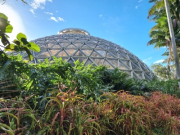 Brisbane_Brisbane_Botanic_Gardens_Mt_Coot-tha_5