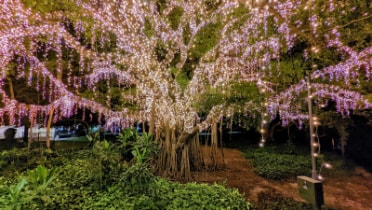 Brisbane_Brisbane_City_Botanic_Gardens_7