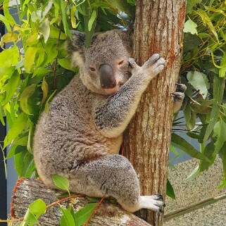 Brisbane_Daisy_Hill_Conservation_Park_4
