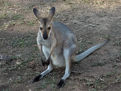 Brisbane_Daisy_Hill_Conservation_Park_5