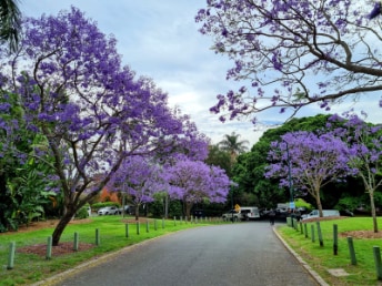 Brisbane_New_Farm_Park_3