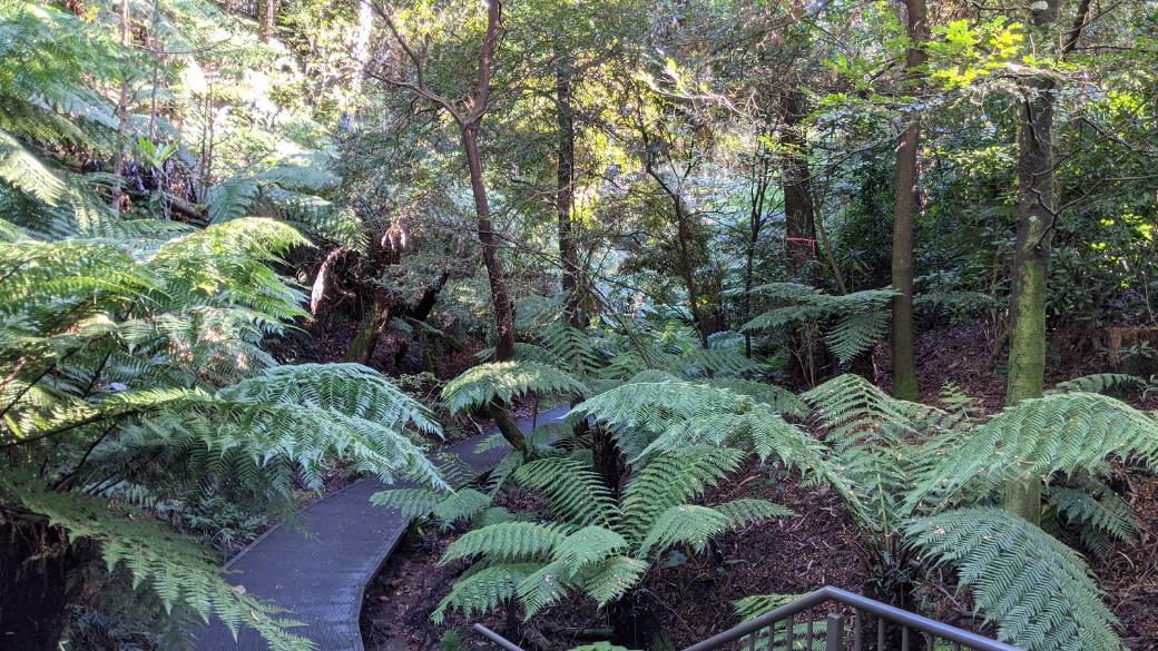 Canberra_Australian_National_Botanic_Gardens_4