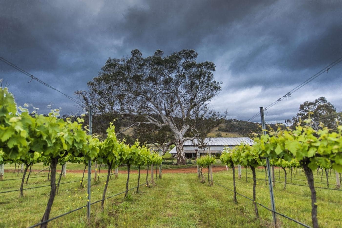 Canberra_Mount_Majura_Vineyard_1