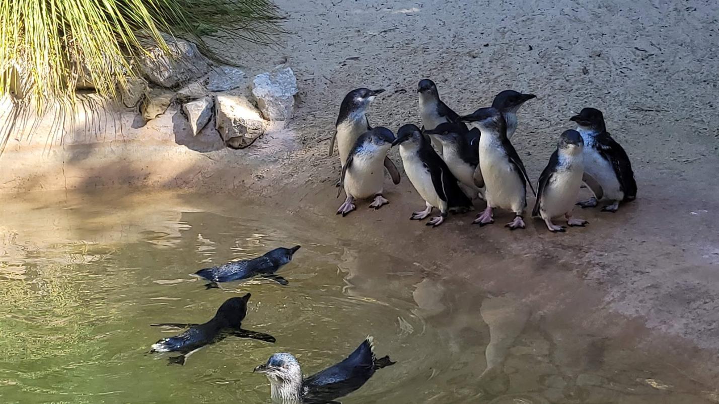 Canberra_National_Zoo_&_Aquarium_10