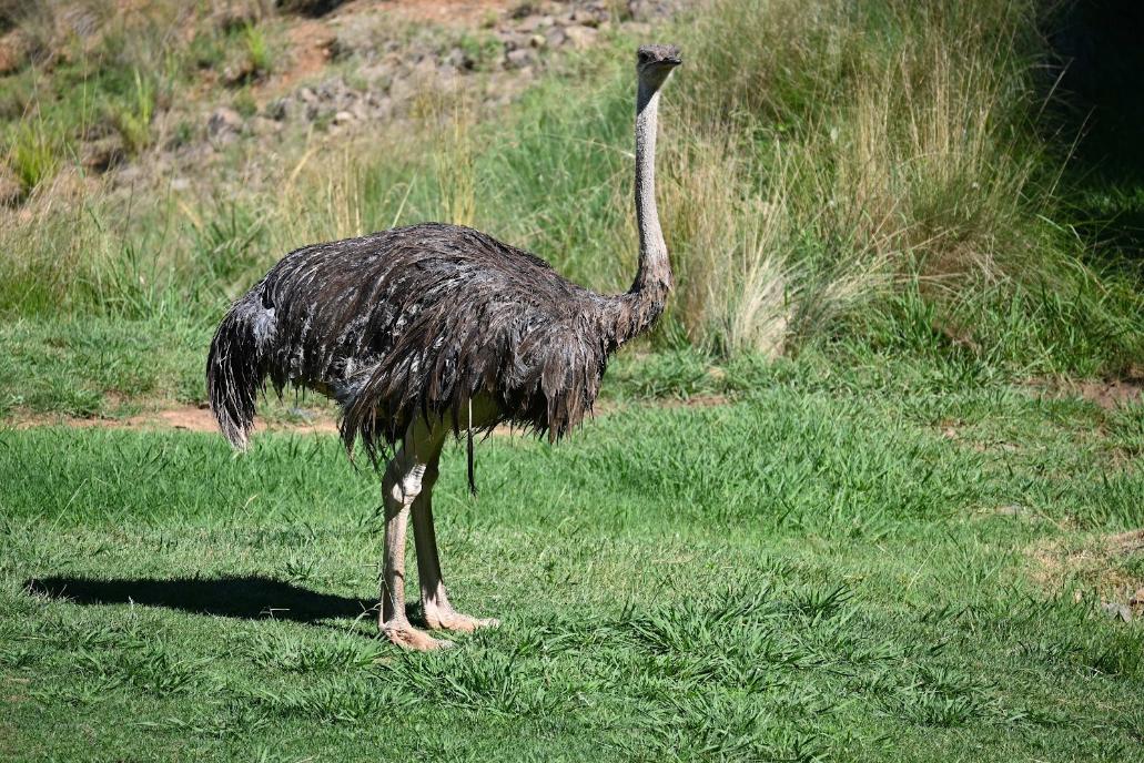 Canberra_National_Zoo_&_Aquarium_3