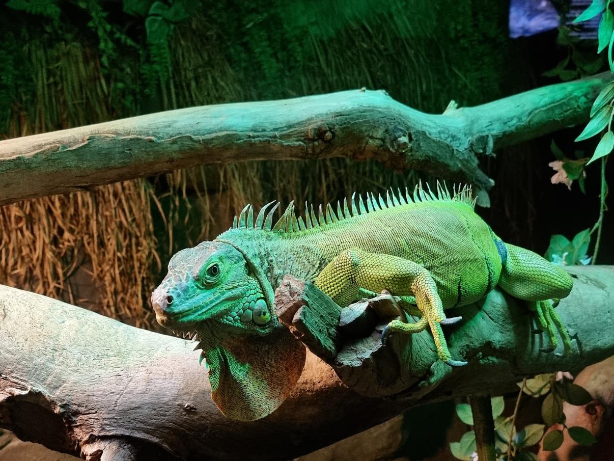 Canberra_National_Zoo_&_Aquarium_8
