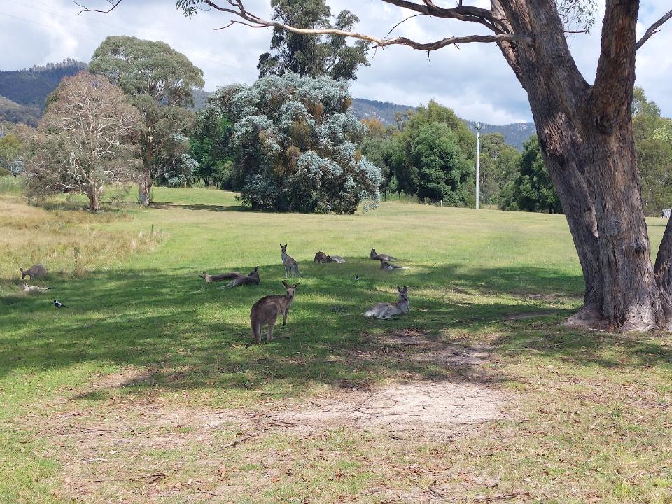 Canberra_Tidbinbilla_Nature_Reserve_3
