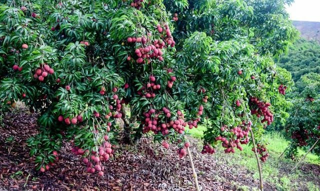 Muzzaffarpur_destination_image_2