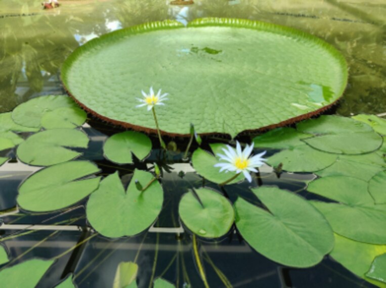 Adelaide_Botanic_Garden_3