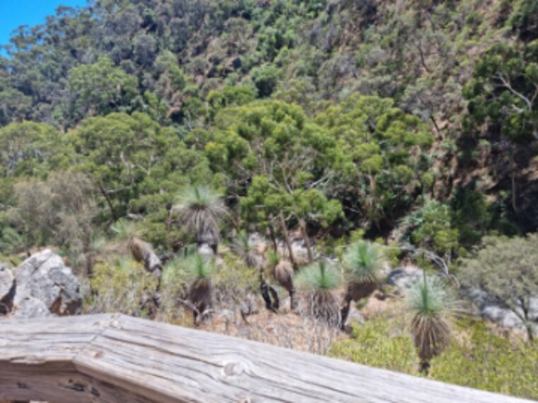 Adelaide_Morialta_Conservation_Park_4