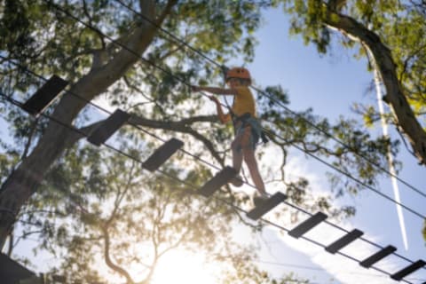 Tree Climb Adelaide