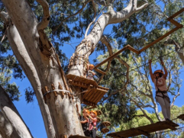Adelaide_Tree_Climb_Adelaide_2