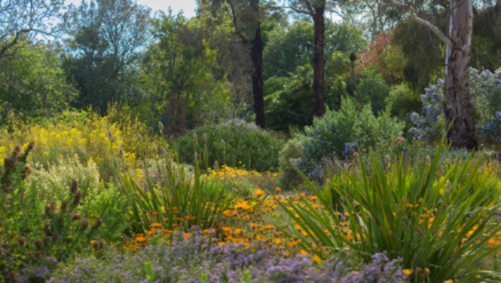 Adelaide_Wittunga_Botanic_Garden_1