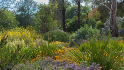 Wittunga Botanic Garden