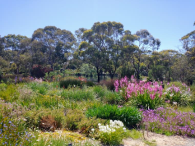 Adelaide_Wittunga_Botanic_Garden_2