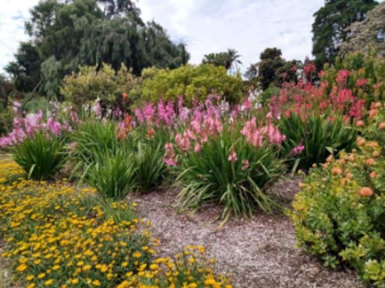 Adelaide_Wittunga_Botanic_Garden_6