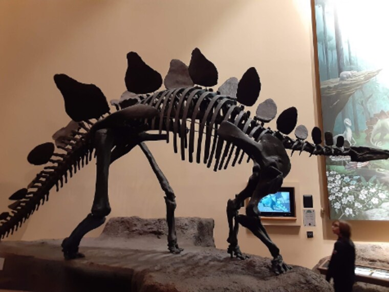 Atlanta_Fernbank_Museum_5