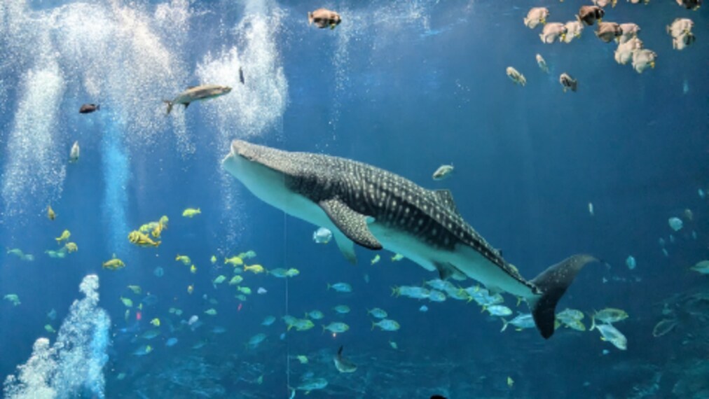 Atlanta_Georgia_Aquarium_2