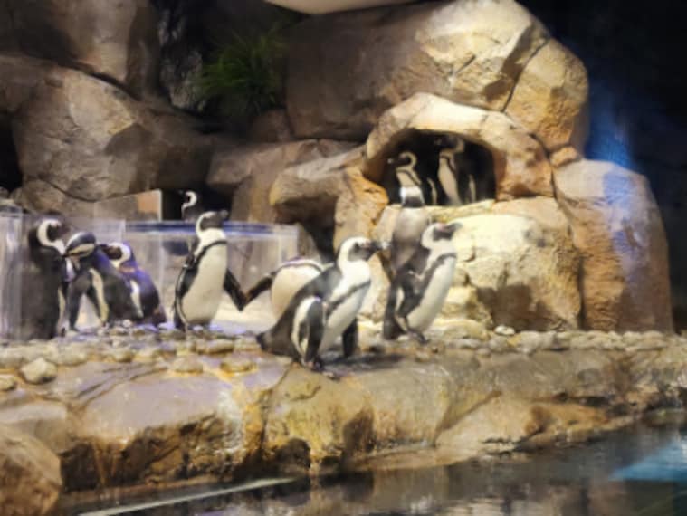 Atlanta_Georgia_Aquarium_3