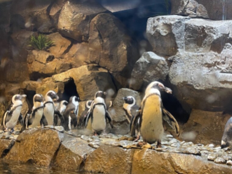 Atlanta_Georgia_Aquarium_5