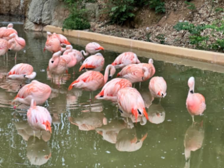 Atlanta_Zoo_Atlanta_2