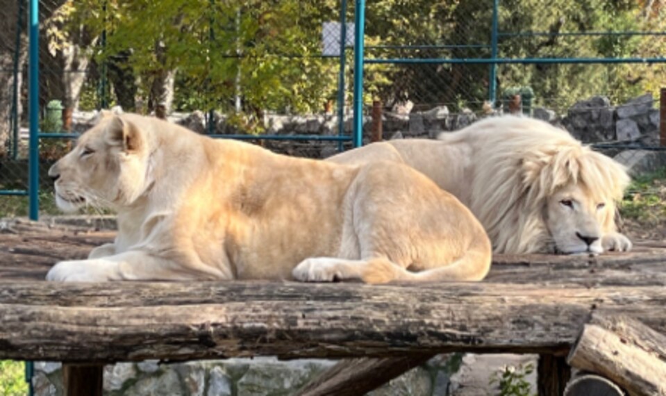 Belgrade_Belgrade_Zoo_1