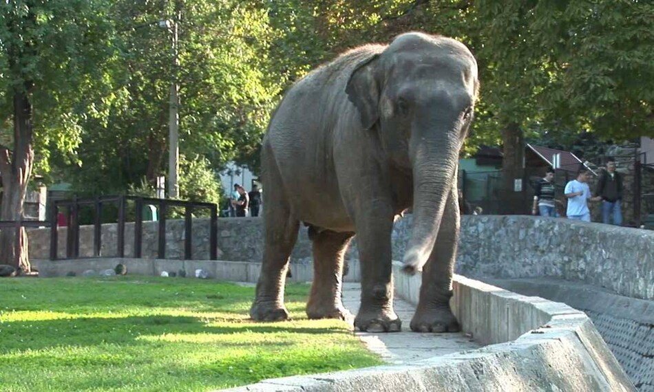Belgrade_Belgrade_Zoo_2