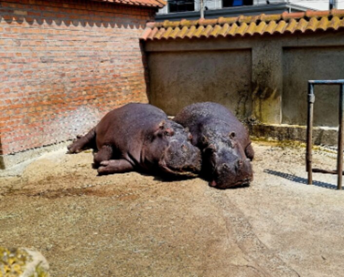 Belgrade_Belgrade_Zoo_3