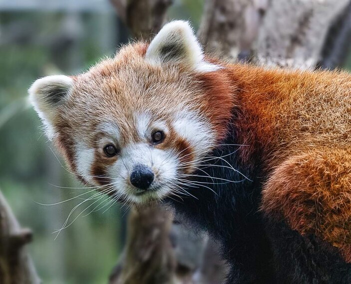 Birmingham_Birmingham_Wildlife_Conservation_Park_3