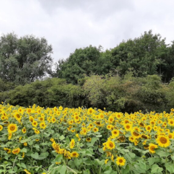 Birmingham_Forge_Mill_Farm_4