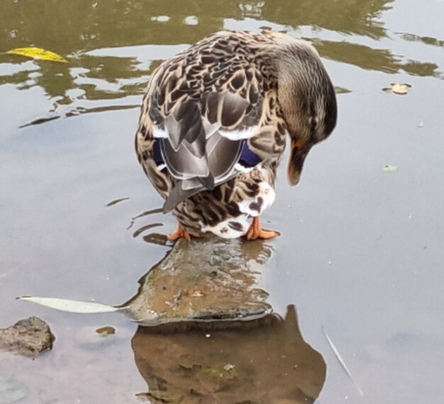 Birmingham_Leasowes_Park_4