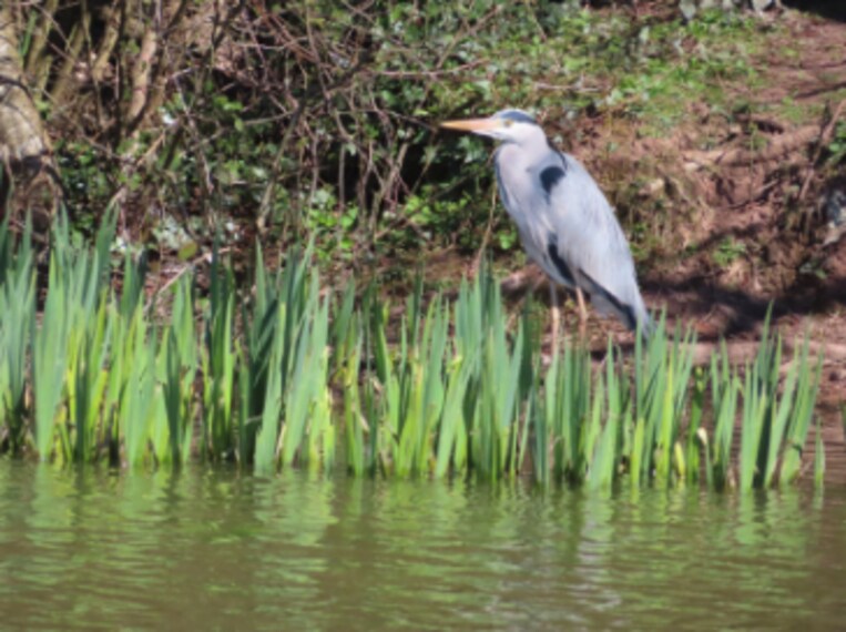 Birmingham_Leasowes_Park_5