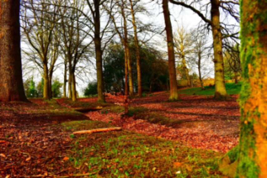 Birmingham_Lickey_Hills_Country_Park_5