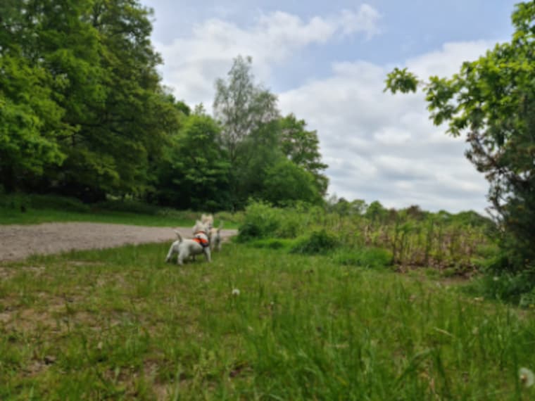 Birmingham_Sutton_Park_3