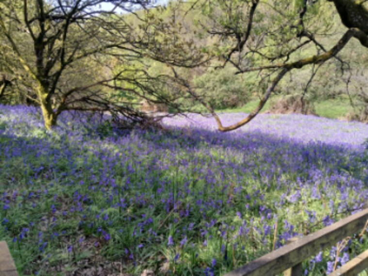 Birmingham_Waseley_Hills_Country_Park_6