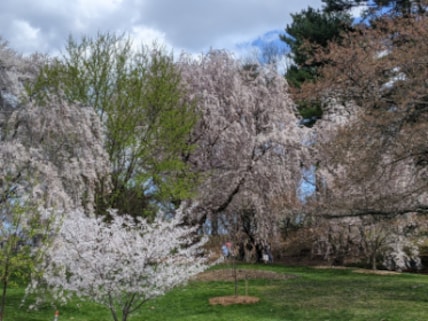 Arnold Arboretum of Harvard University