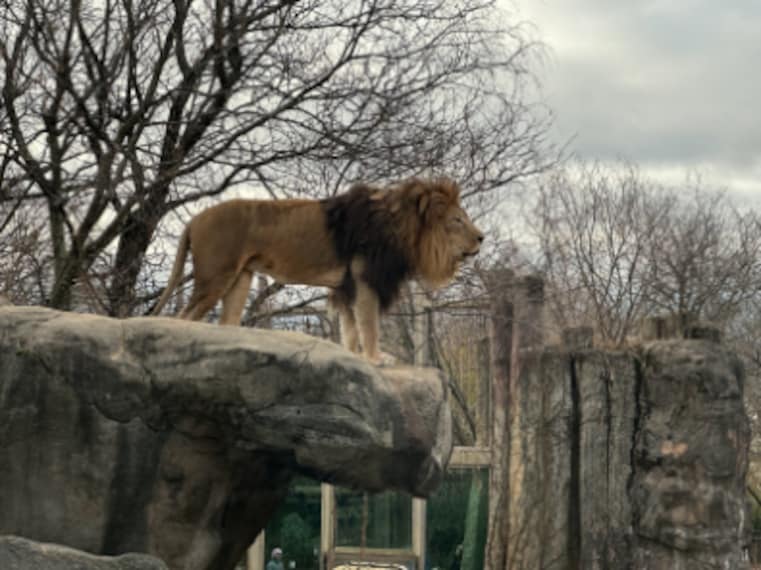 Boston_Franklin_Park_Zoo_4