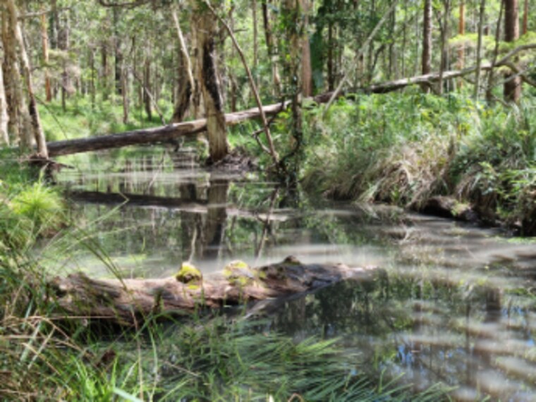 Brisbane_Daisy_Hill_Conservation_Park_9