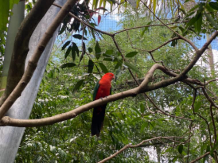 Brisbane_Ipswich_Nature_Centre_5