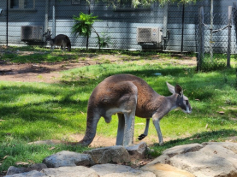 Brisbane_Ipswich_Nature_Centre_8