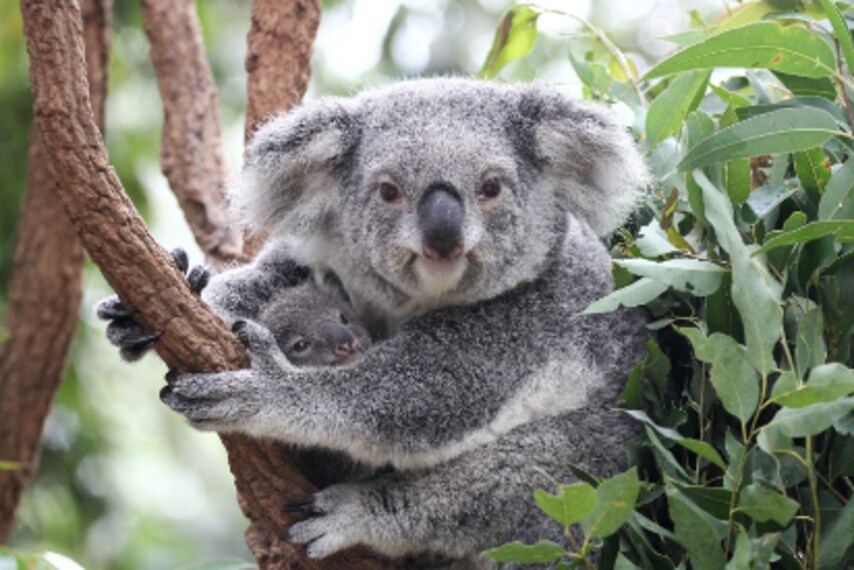 Brisbane_Lone_Pine_Koala_Sanctuary_1